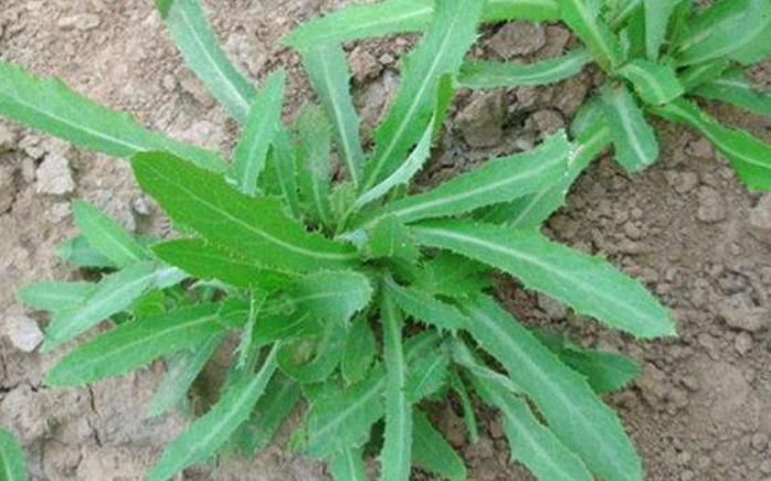 常吃|农村这种野菜浑身都是宝,老一辈称为“救命菜”,常吃凉血润燥