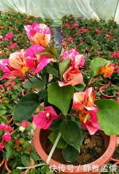 胡里奥|重瓣花中的佼佼者，3种特殊的复色花，开花后实在惊艳夺目