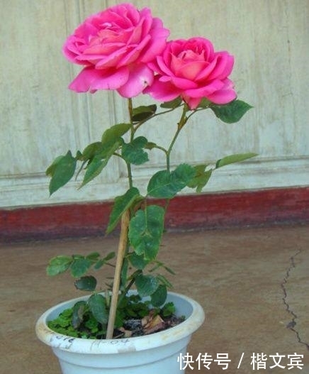 养花最容易犯的错误,不看会后悔的