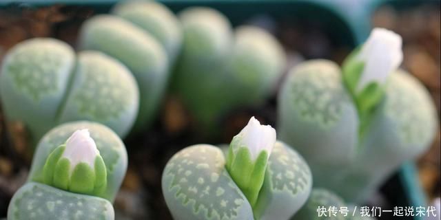 养护多肉,这四点你需要避开,不然多肉容易死掉