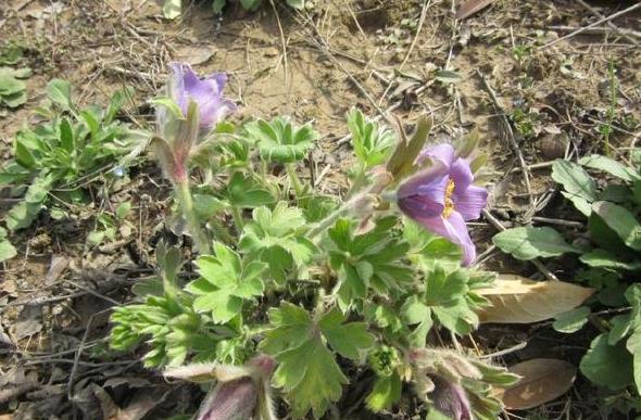 疮痈肿痛|农村一种野草全身是“毛”，若是见到它可别轻视或除掉，价值珍贵