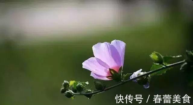 家人|最适合家人养的四种花,健康长寿又养心!
