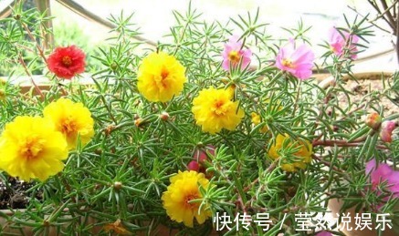 花卉|家居养花大蒜是好东西,花卉吃了不烂根蹭蹭长!