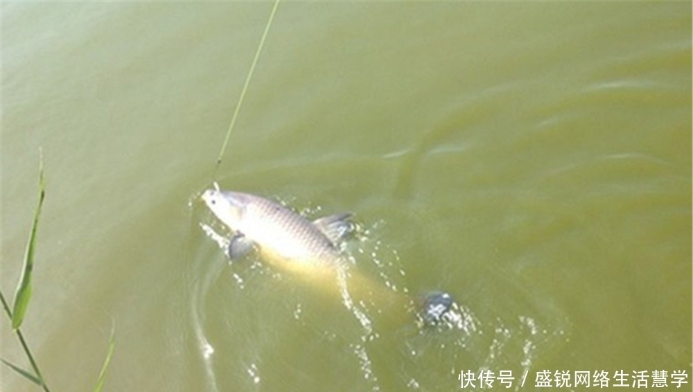 最近鱼难钓,分享一些钓鱼中的“奇葩”经历,大家一起乐一乐!