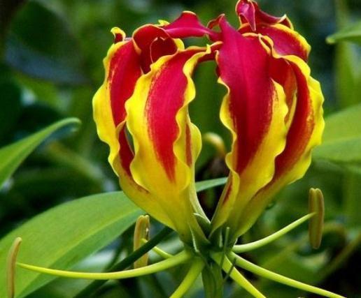 这种“变色兰”来一盆，一花有多色，花开如“火炬”，年年开花旺