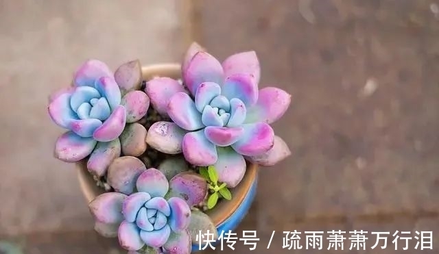 直射光|栽种多肉植物，不管状态如何，4大“原则”不要触碰！