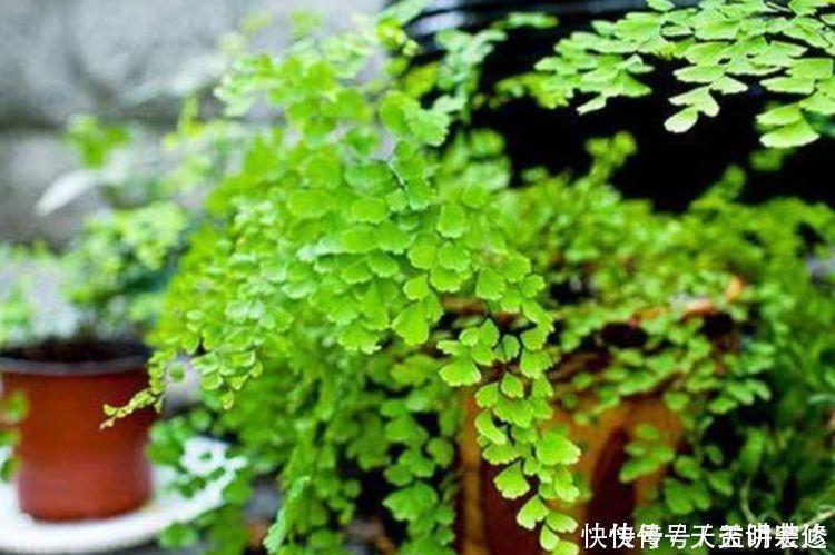 生物净化器|养花就养4种花,家里养一盆,甲醛、二手烟全跑光!