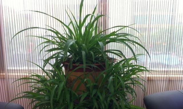 李大姐养吊兰,专用“土法”养,养出“白玉”根,叶还宽!