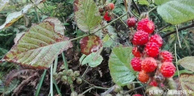 果子|農村沒人吃的果子，城里人想吃都買不到，好吃又是慢性肝炎福音