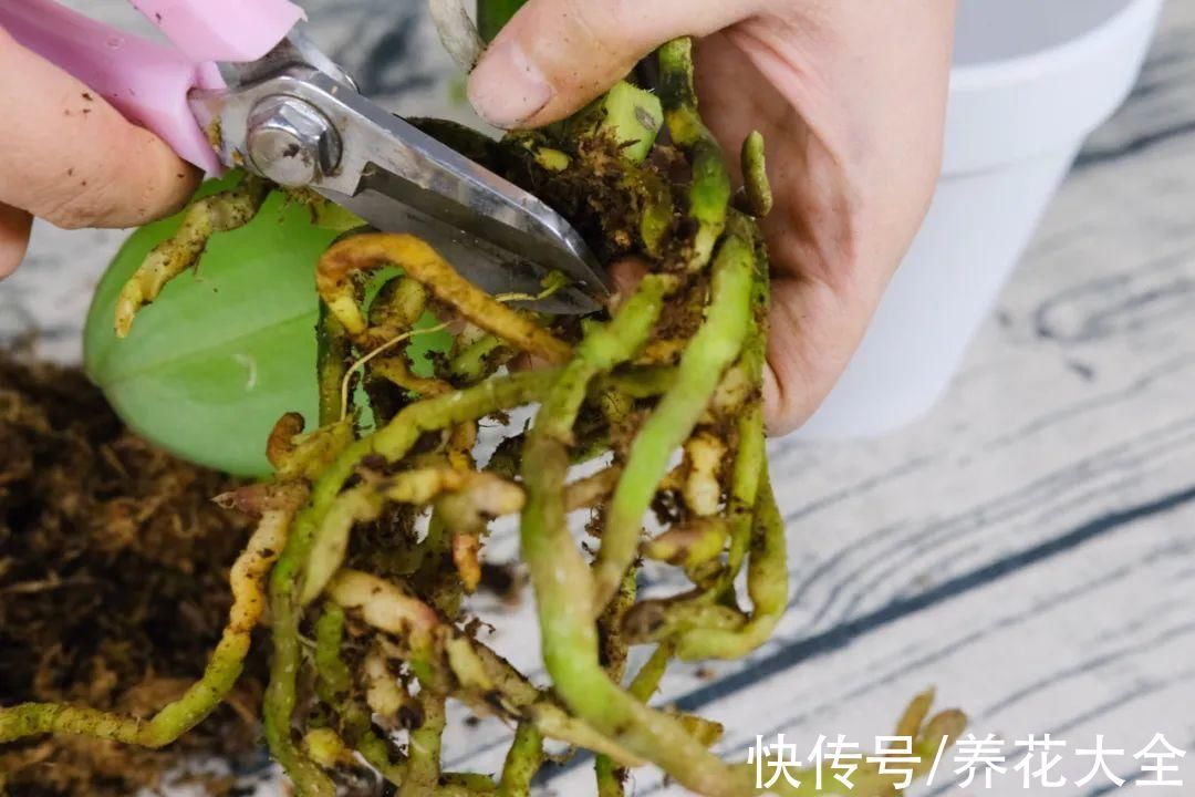 养花大棚倒闭,“贵货花”路边扔了一地,后悔没带个大麻袋