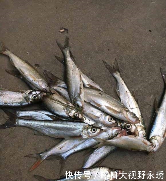 渔获|盛夏钓翘嘴,渔获你最美,饵料、钓位、技巧分享