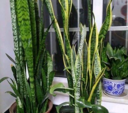 4种健康花,吸甲醛、促睡眠,“守护”家人健康,可以多养几盆