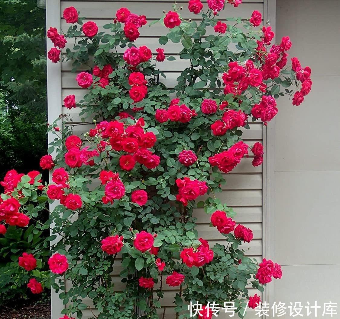 鲜艳|封闭阳台上,禁止养3种花,理想丰满,现实打脸,白白浪费钱