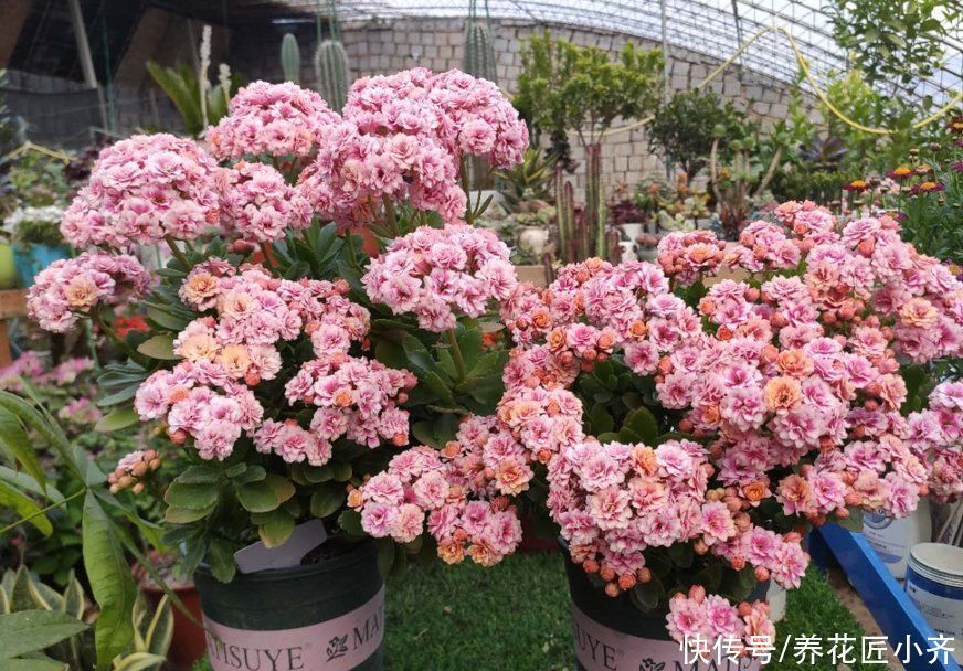 长寿花应该摆放在哪里?新手四季养护指南告诉你,让它叶绿花多