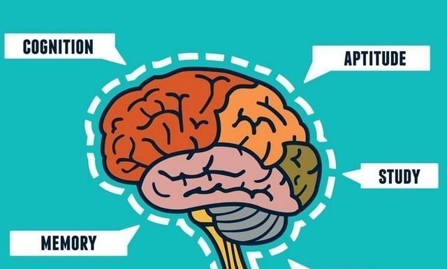 父母|美国神经生物学家:孩子大脑发育存在“黄金5年”,父母要把握住