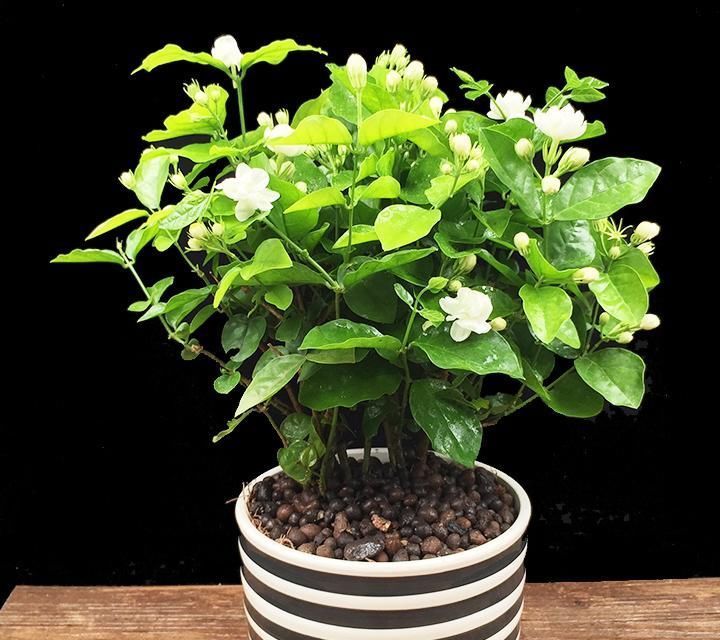 净化|快扔掉家中发财树,真正好看还能净化空气的是这几种,高级又漂亮