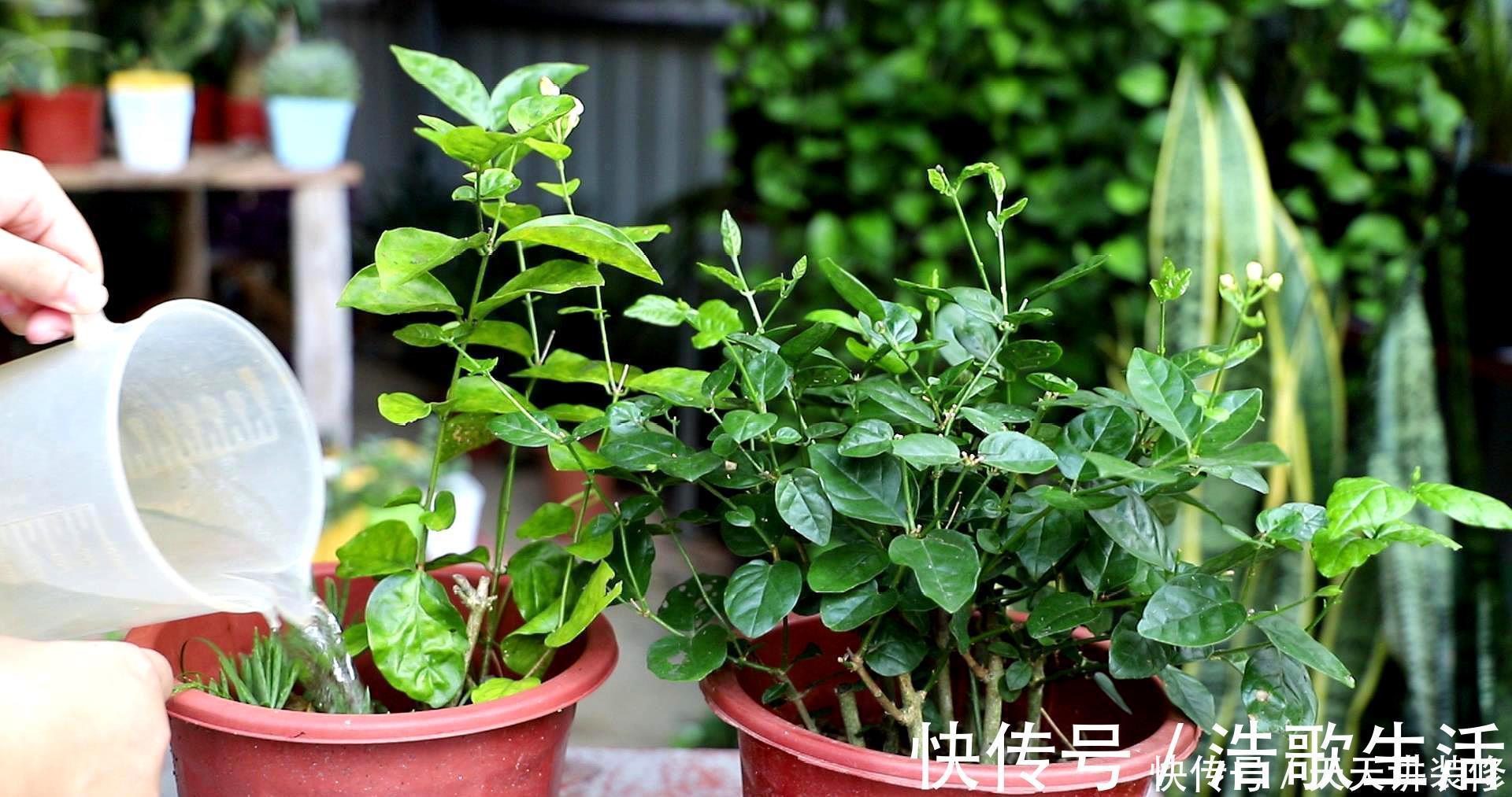 夏天|5种花，夏天要“狠修剪”，剪的越多，花枝越多，好度夏