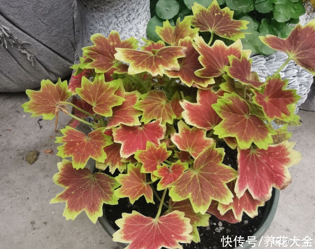 蟹爪兰|立秋后，7种花要“苏醒”，可以放手养了
