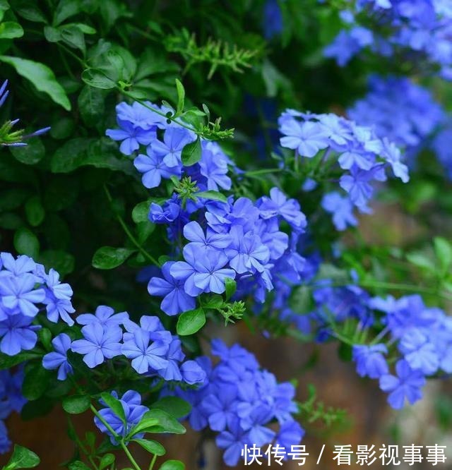 15种便宜花草,原以为很普通,没想到成为花园中的“颜值担当”!