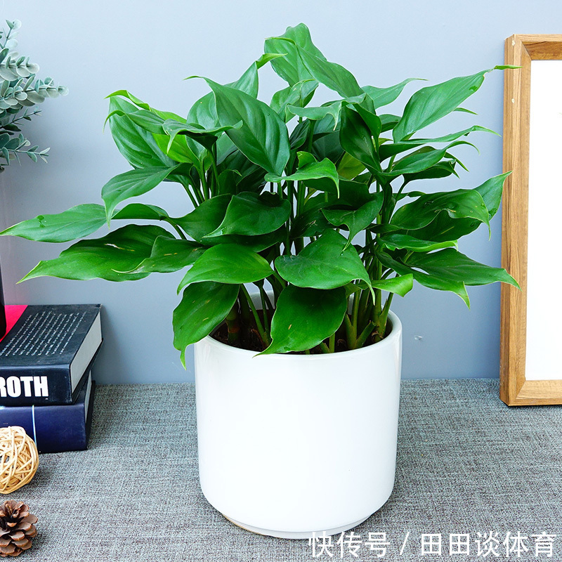 花卉|9种“吉利花”,优雅又大气,转运又富贵,养在客厅太“旺家”