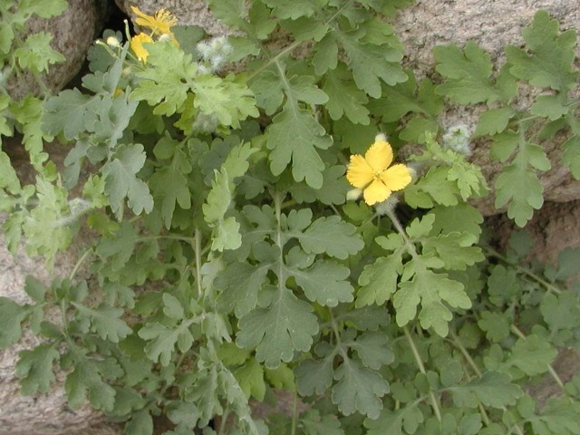 美味|野菜虽美味,生命第一位!3大有毒野菜,外出时最好别采
