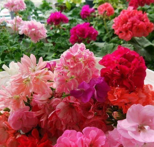 阳台上|养老天竺葵，记住一个“九球队”，将阳台和解2年，邻居都很垂涎欲滴