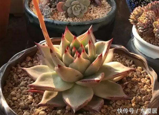 多肉养不好，看这里，掌握这些配土方法，幼苗和老桩都能养好