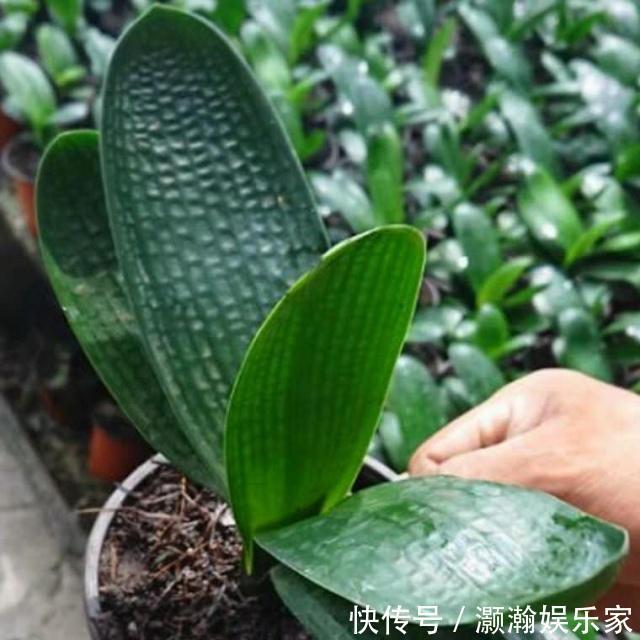 谨记|给君子兰换盆，谨记“1个要、2个不要”，叶厚根壮，快速服盆！
