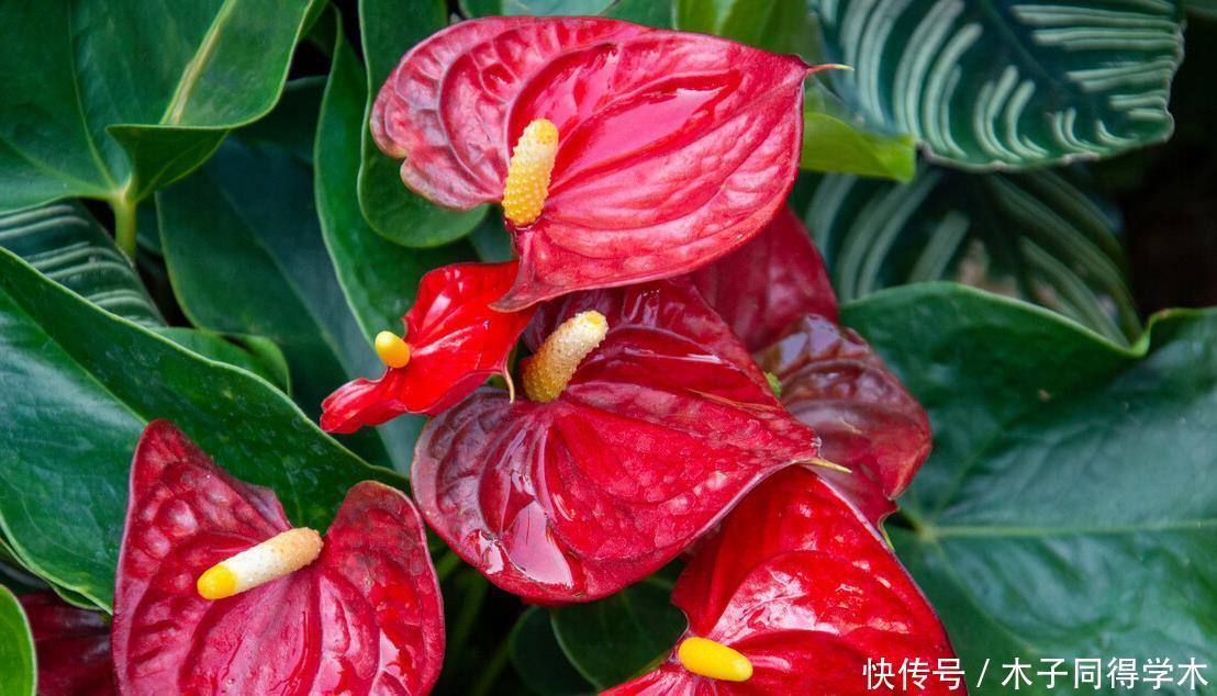 八种冬天可以水培开的花,现在是花期,花大又漂亮,真美