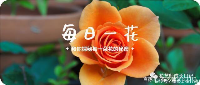 每日一花|勿忘我,从配角到主角的完美逆袭!