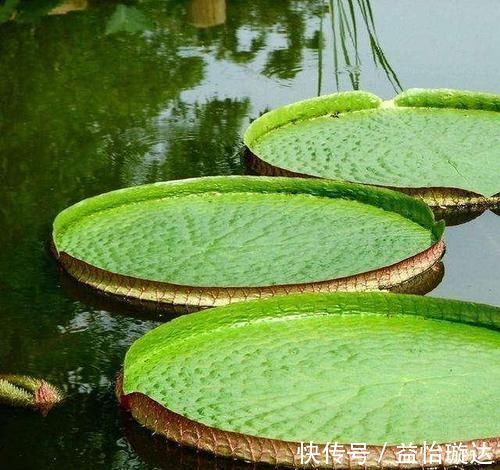 血脂异常|高血压、高血脂、高血糖最怕6种叶子茶，用它泡水喝，身体更健康