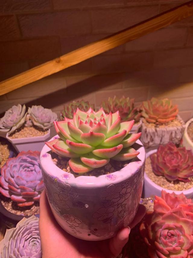 所爱隔山海,山海皆可平!多肉不只露养好看,灯光下的多肉也精彩