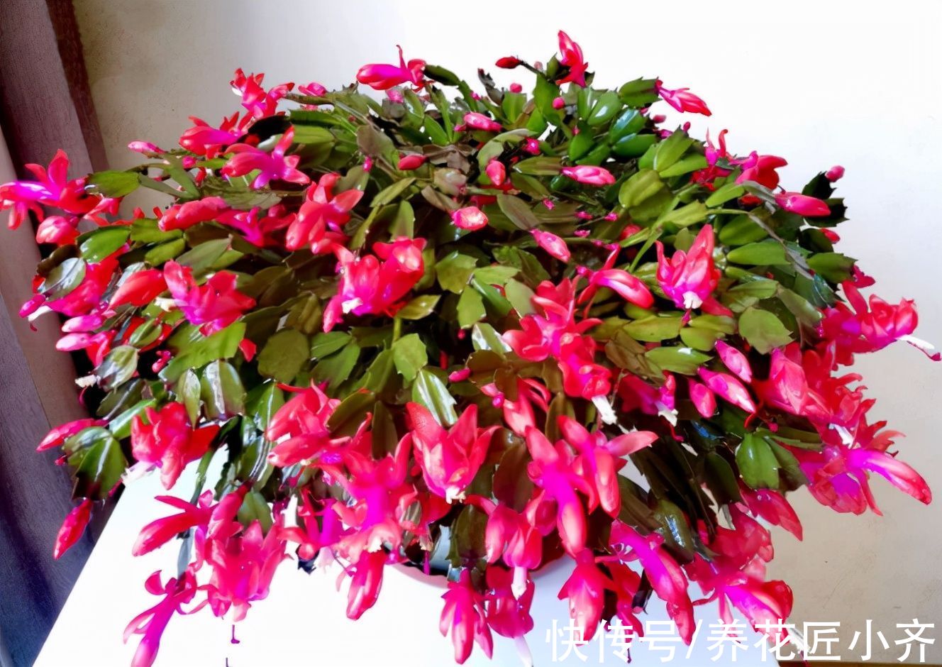去年的蟹爪兰一个花苞没长，只需3步操作，花苞“蹭蹭冒”