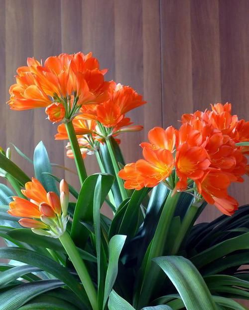  君子兰|君子兰开花太矫情，冬天要冷，春天要晒