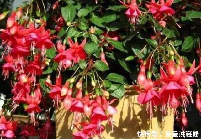 3种花是花中劳模,一年四季开花不断,谁养谁喜欢