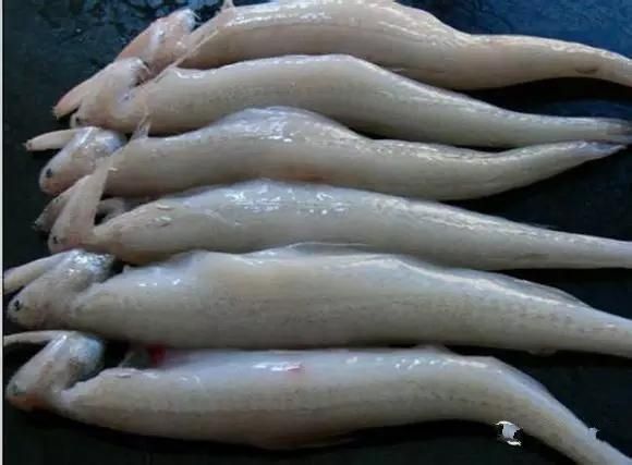 海鲜|渔民整理的海鲜大全,以后再也不怕不认识海鲜了