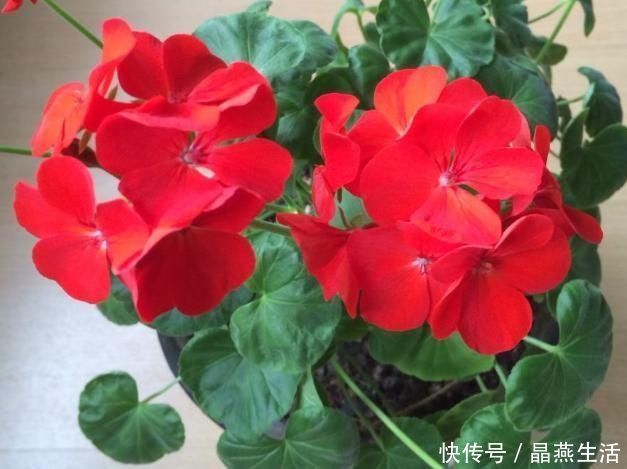 叶翠绿植株壮|7月的天竺葵，少浇肥水少晒太阳，叶翠绿植株壮，开花正艳