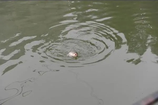 想调出清晰的顿口，浮漂的吃铅，要轻一点还是大一点