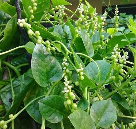 忠告|忠告：炒木耳菜不能放此物，怪不得身体这么差，现在知道还不晚！