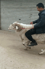 |搞笑GIF:这样翻锅菜都不会甩出来,真有两下