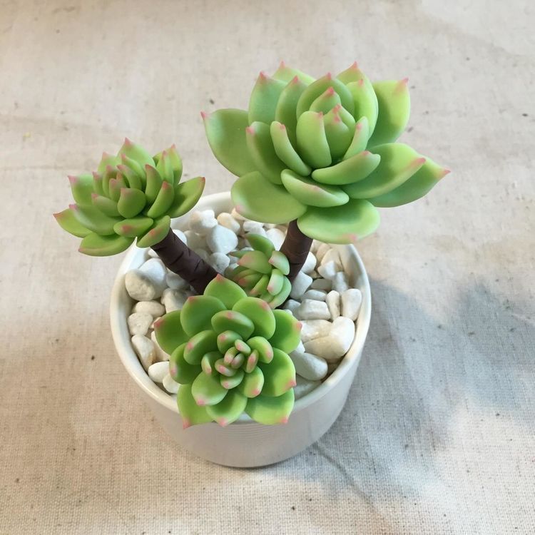 多肉盆里加点料，多肉蹭蹭长，越长越萌！