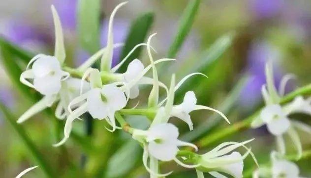 石斛兰|最全的兰花大鉴赏,看看你都见过几种兰花!