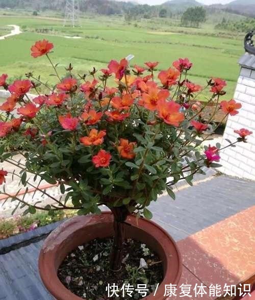养太阳花,绑1根竹签再修剪,长成开花多、惊艳独特的老桩!