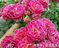 此花漂亮若牡丹,香味清新,四季开花,是阳台盆栽佳品