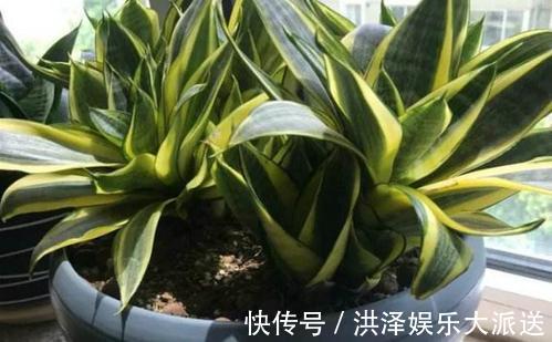 家里2个地方，千万别养花，养了也搬走，可不能忽视！