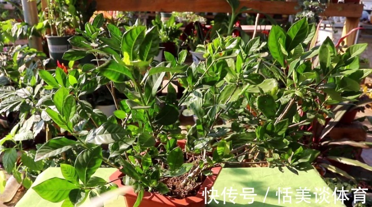 栀子花其实不难养,盆栽注意3点,叶子油绿开花勤