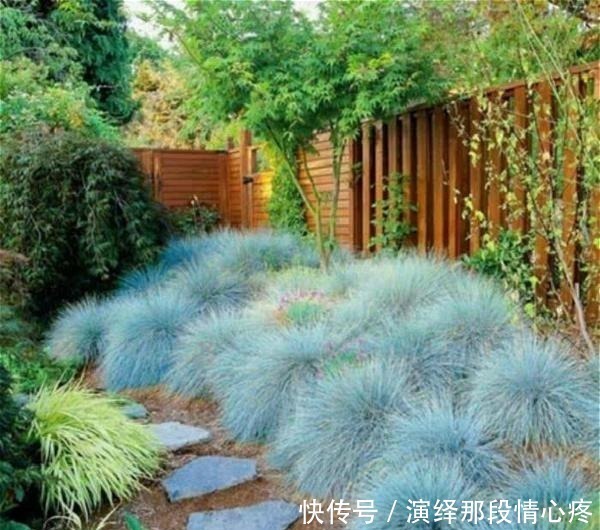 植株|9种比花还美的草,院子里种起来,美如仙境没商量!