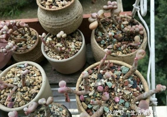 桃蛋度夏不当，可能只剩下光杆，夏季几点不能忽略哦！