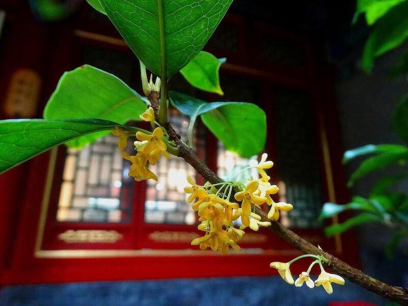 活血化瘀|中秋后女性必食一花！活血化瘀、香体养颜，人人适用