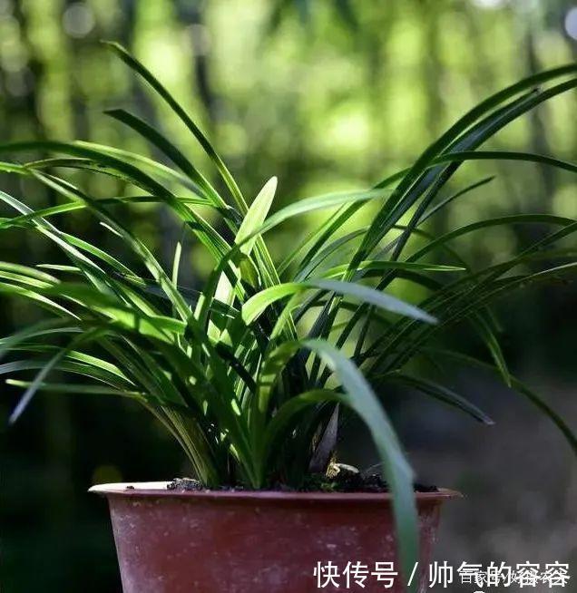 兰花叶片一直养不绿尿素怎么用,才能让兰叶变浓绿